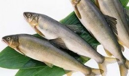 新闻爆料海鱼视频大全下载,海鱼视频大全免费下载，畅享海洋生物盛宴